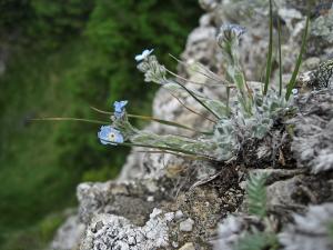Eritrichium nanum subsp. jankae (Simonk.) Jáv.<span class='icon endemic' title='Endemic to Romania'>E</span> ?<br/>Munții Ceahlău, zona Căciula lui Ciupercă, 23 Jun 2012 © Dumitru Stoica - all rights reserved